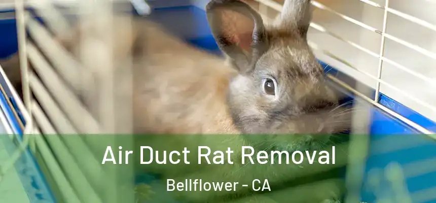Air Duct Rat Removal Bellflower - CA
