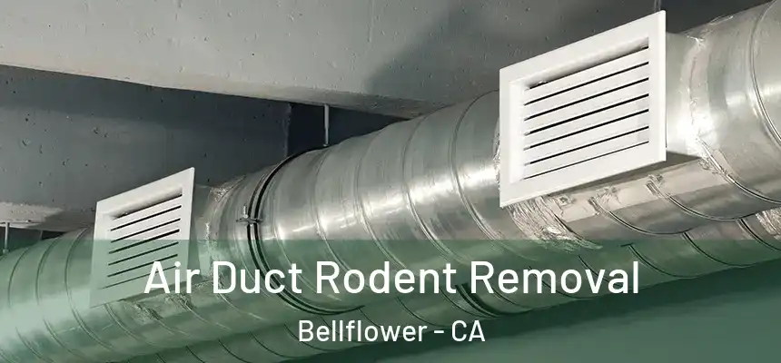 Air Duct Rodent Removal Bellflower - CA